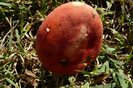 Russula lepida?